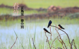 春分一刻千金难买 你要知道的春分大小事