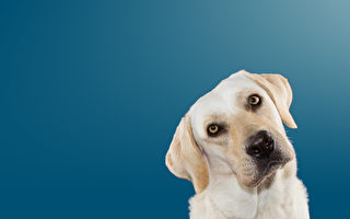 小狗为什么会歪着头？ 装可爱吗？