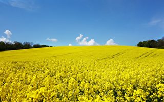 清明不扫墓 古人在清明节从事什么活动？