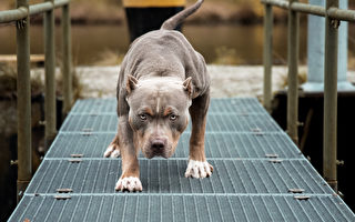 研究：具侵略性的恶犬比较可能有坏主人