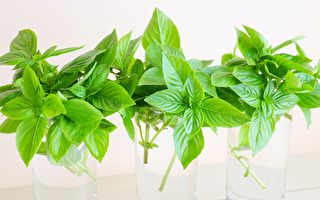 【美食天堂】5 种方法长久保存罗勒和九层塔