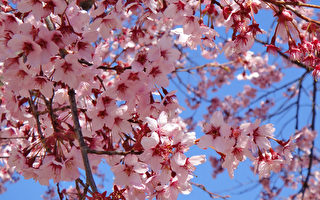 组图：迎春的樱花争妍斗艳