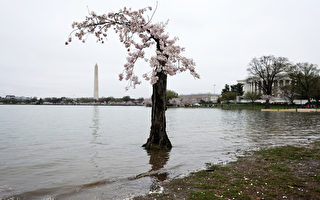中空只剩树皮还泡咸水 华府樱花树年年开花