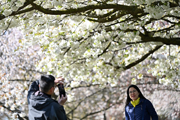 组图：伦敦樱花盛开 游客涌入公园赏樱