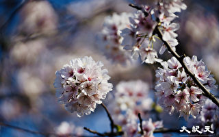 纽约春日赏樱攻略 7大赏花地点不容错过