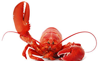 虾青素防眼病更佳 6种护眼顶级食物不可错过