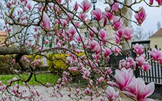 想种木兰花吗？这些品种你要了解