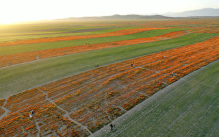 加州野花漫山盛开 赏花热点报你知