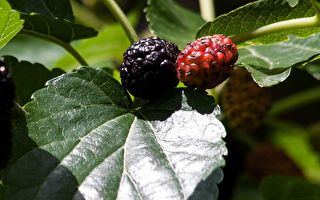 【天道有知】为人着想 给人一食救了自己