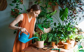 替植物浇水怕浇太多？ 专家教你这招