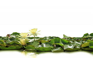 冥冥之中有定数：注定生贵子的李陵容