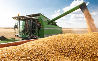 习近平要多种大豆保粮食安全 却处处碰壁