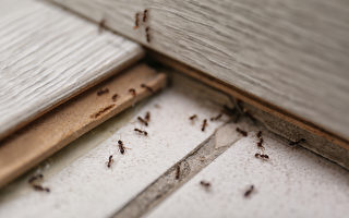 蚂蚁不请自来？ 用这招可轻松赶走它们