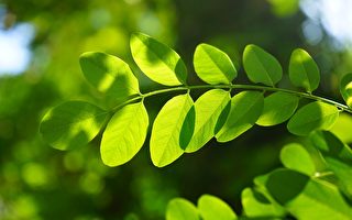 【二十四节气】黄历四月节 立夏民俗与养生