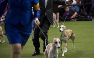 威斯敏斯特狗展开幕 北非猎犬嫌纽约挤不适应