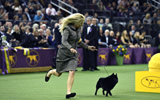 纽约年度狗展没有狗? 这段影片很搞笑