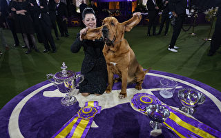 组图:纽约第146届威斯敏斯特犬展掠影