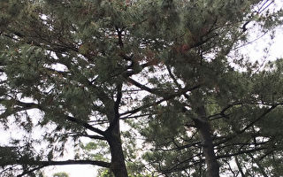 琉球松遭白蚁蛀蚀 林管处邀专家医治