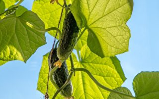 吃“苦”尝新过小满 善用五行保健之道