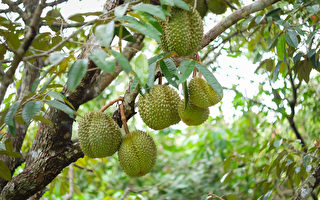 关于榴莲 有些事你未必知道