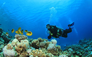 浮潜时遭鳄鱼袭击 澳男子徒手掰开鳄嘴逃生