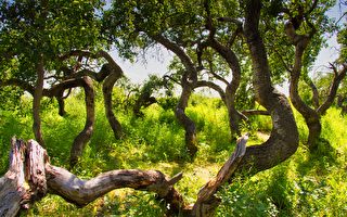 加拿大一片奇树天生弯曲 吸引游客造访