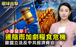 【环球直击】中国北方小麦发芽 加剧粮食危机