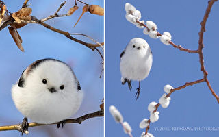 组图：如糯米团般圆滚滚的小鸟 风靡日本
