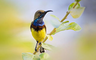 组图：黄腹花蜜鸟的翅膀下隐藏着秘密特征