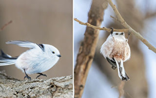 组图：迷人小鸟在树枝上演杂技 萌度爆表