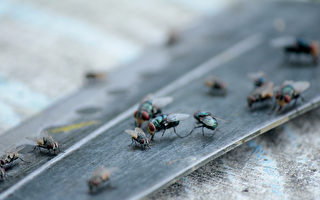 如何赶走苍蝇？ 专家分享省钱的天然方法