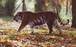 【经典小说选登】大树坡义虎送亲