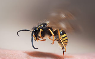 遇到黄蜂侵扰 如何以一枚铜币驱赶？