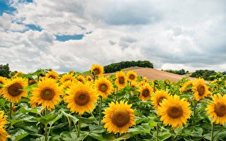 过了夏至 长夏到 如何养心又养脾胃？