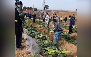 袁斌：城管网管农管文管猴管，接下来是什么“管”？