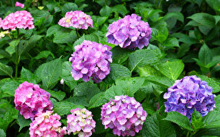 养花莳草：绣球花常见病虫害与防治办法