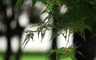 麦立：老与空