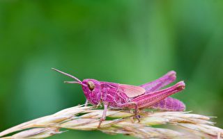 英国老翁在自家花园发现罕见粉色蚱蜢