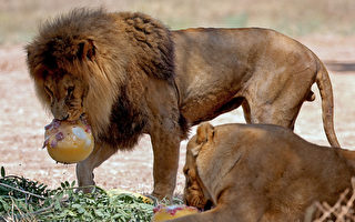 组图：全球高温 以色列动物吃肉蛋冰块解暑