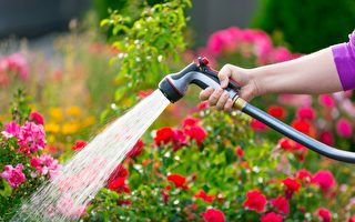 植物什么时候需要浇水？浇水基本功一次学会