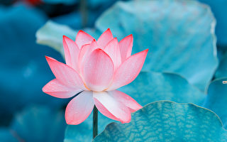 净莲为法开 侠女修行记（2）