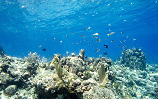 组图：潜水胜地 美国佛州近海珊瑚群