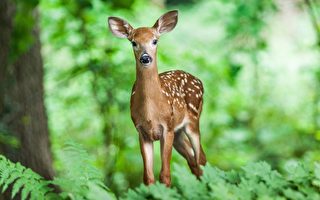 林黛玉笑说要炖了“蕉下客”探春 原来玩笑出自一个典故