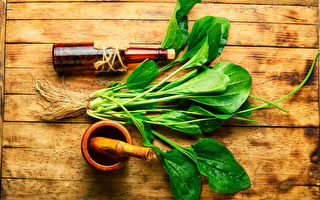 治急性创伤的圣药！车前草制成药膏常年都可用