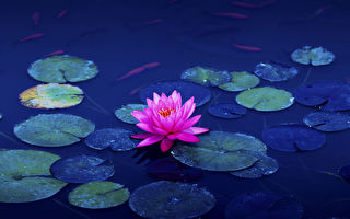 净莲为法开 侠女修行记（3）