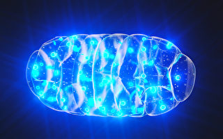 精神疾病病根在线粒体？哈佛教授：生酮饮食可改善