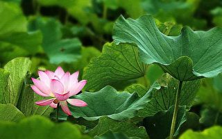 净莲为法开 侠女修行记（5）