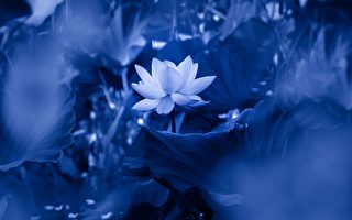 净莲为法开 侠女修行记（6）