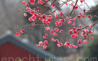 梅花入诗、入画   绽放在世界舞台