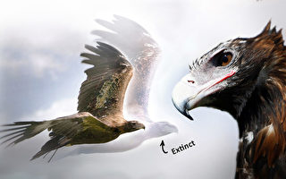 澳大利亚古生物学家发现远古巨型鹰类化石